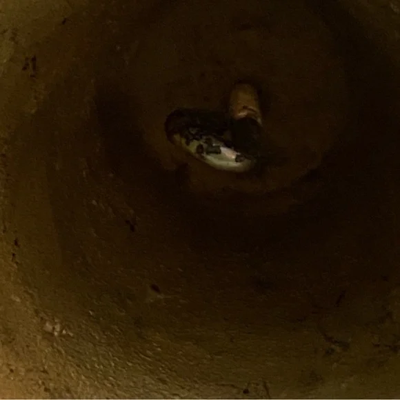 Vintage solid brass Englishman Bell (no clapper) - Picture 8 of 8